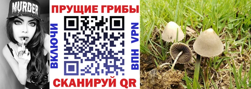 Псилоцибиновые грибы Psilocybe Дербент